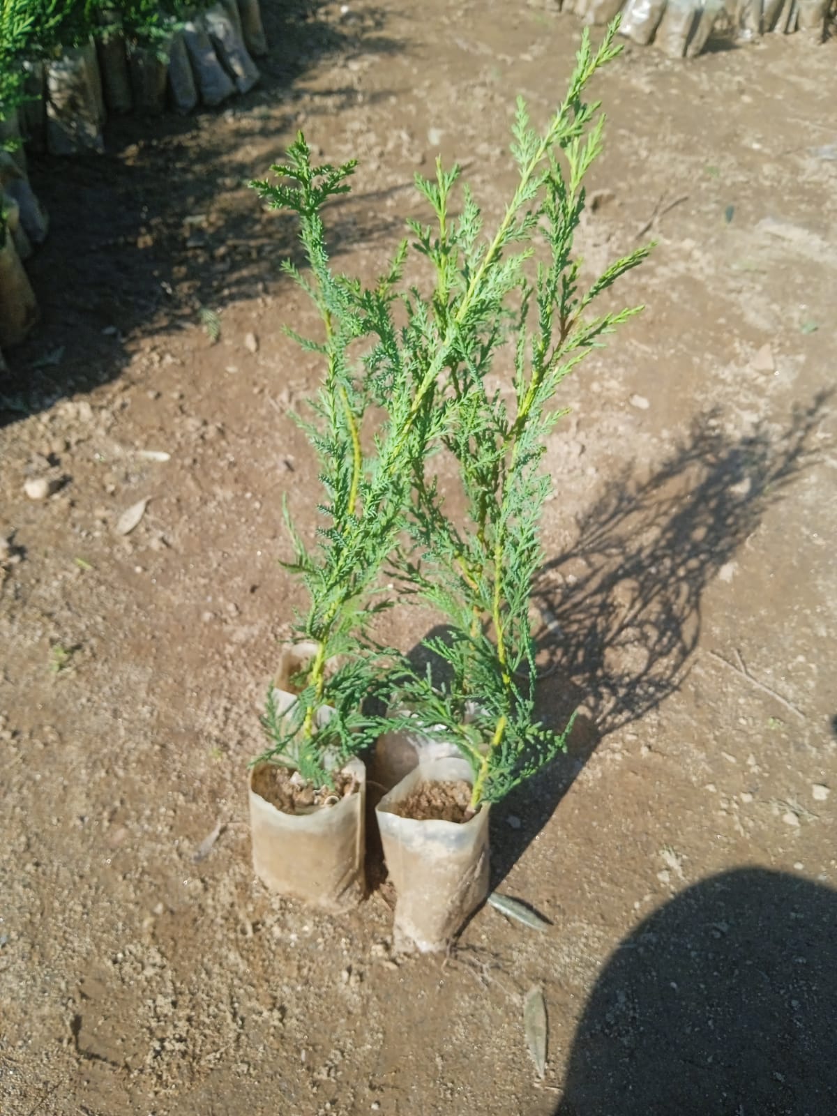 Almina Çiçekçilik 